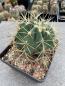 Preview: Ferocactus glaucescens